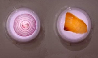 CANDACE HSIAO "Food X-R-A-Y #1"
